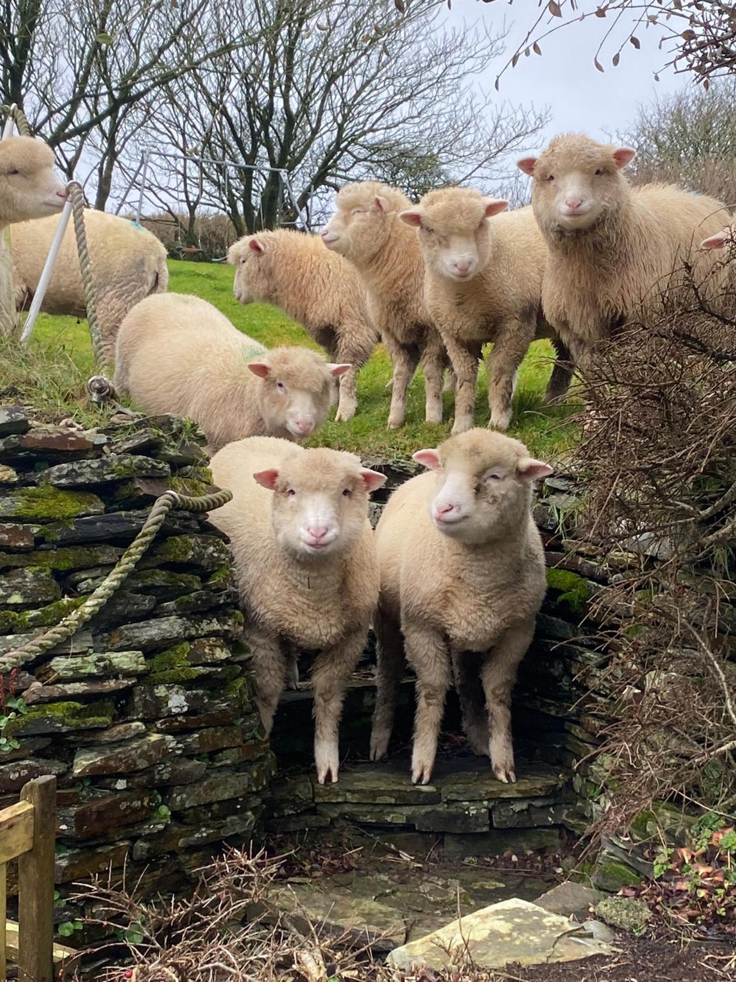 Polrunny Farm Sloe Cottage With A Sea View Boscastle Esterno foto